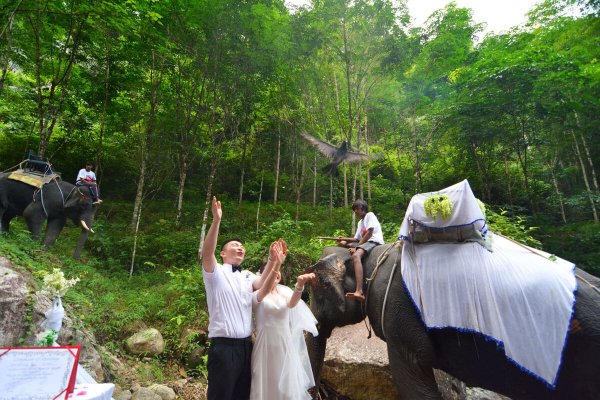 Elephant Marriage National Park